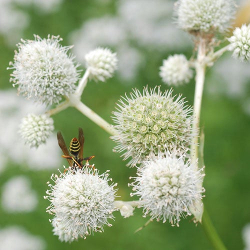 4-rattlesnake-master-eryngium-yuccifolium-natural-shore-natives