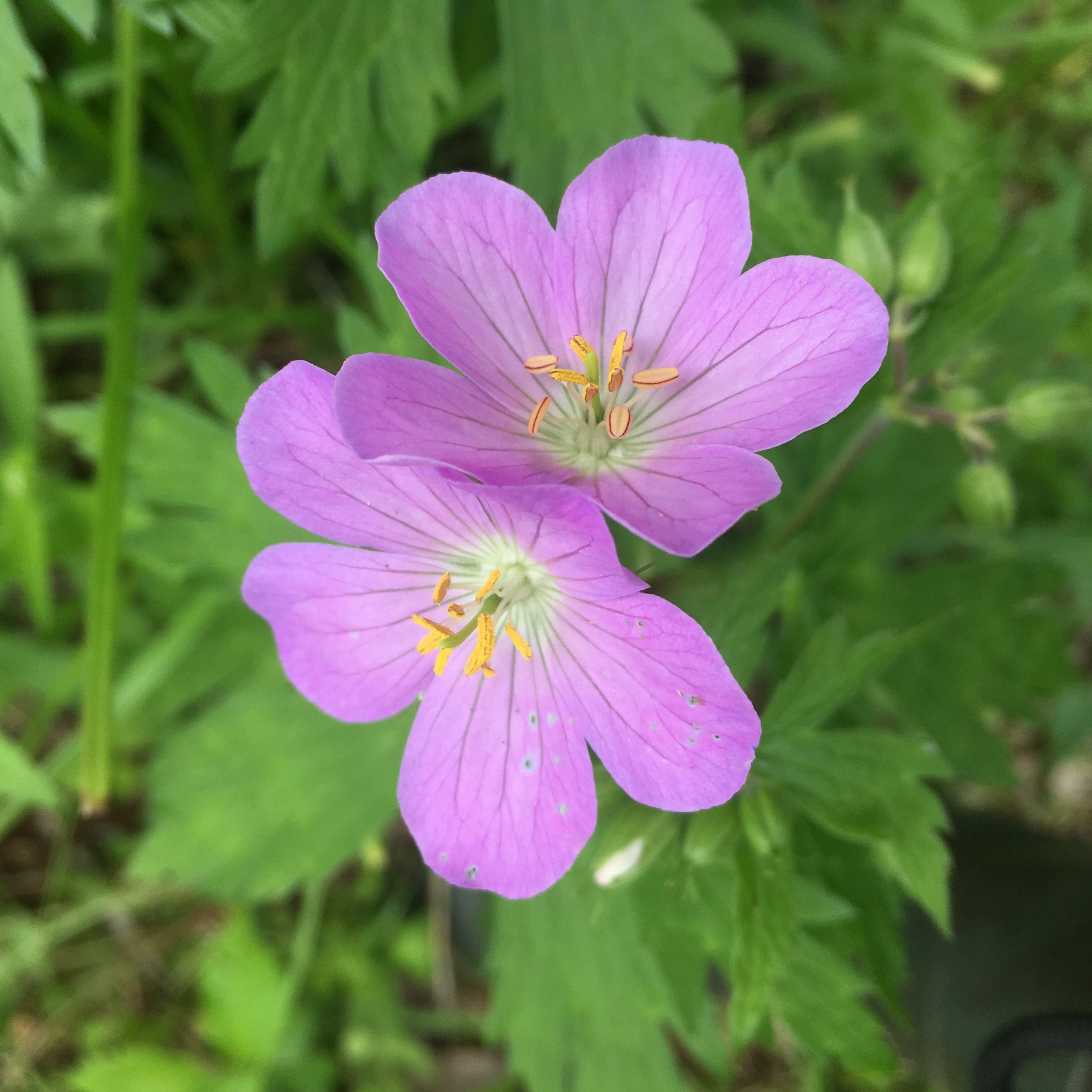 Wild geranium new arrivals