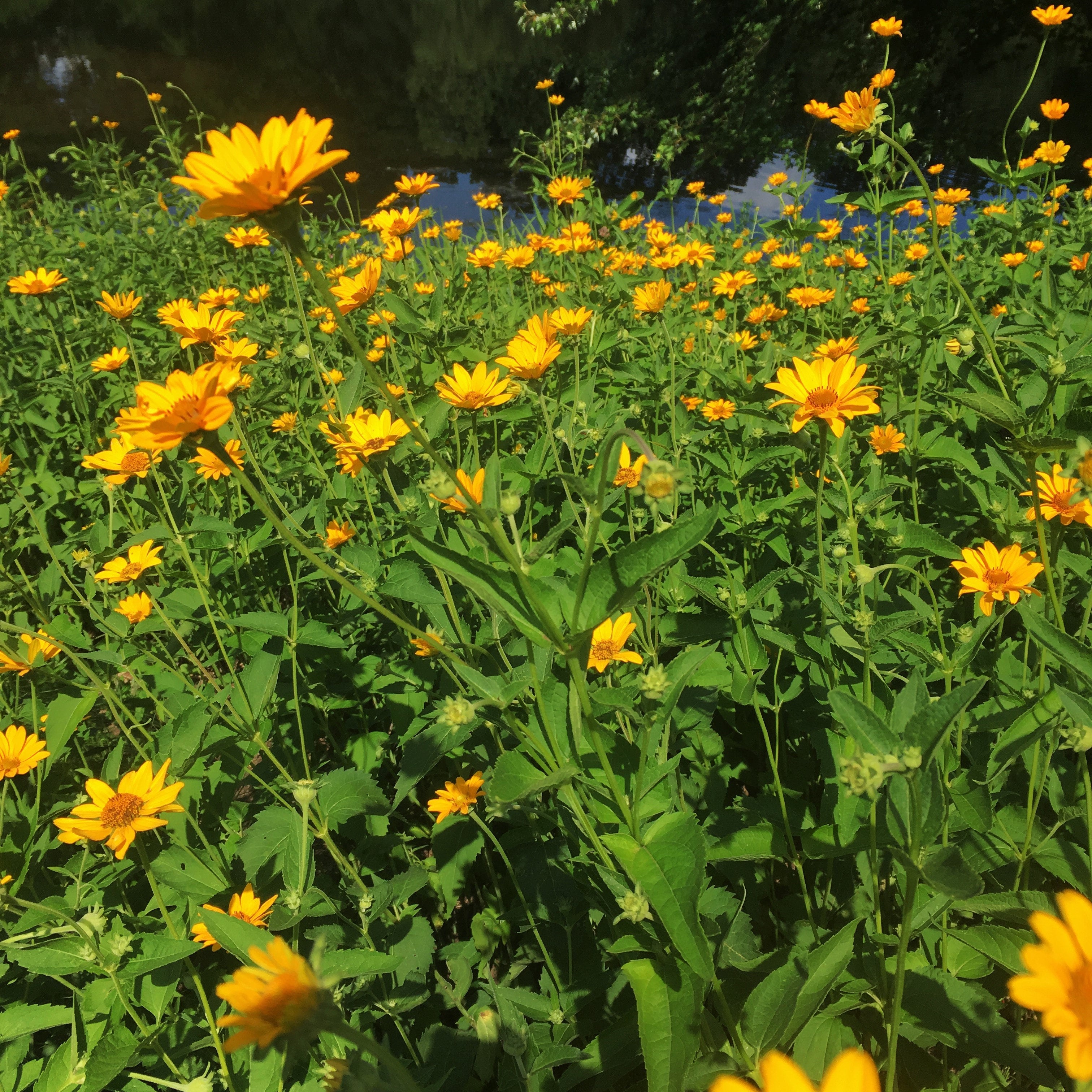 4 Oxeye Heliopsis Helianthoides Natural Shore Natives 4 Oxeye Heliopsis Helianthoides Natural Shore Natives