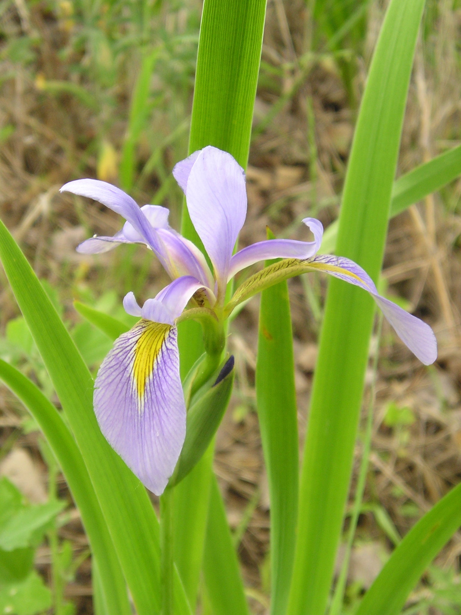3 Blue Flag Iris (Iris versicolor) | Natural Shore Natives