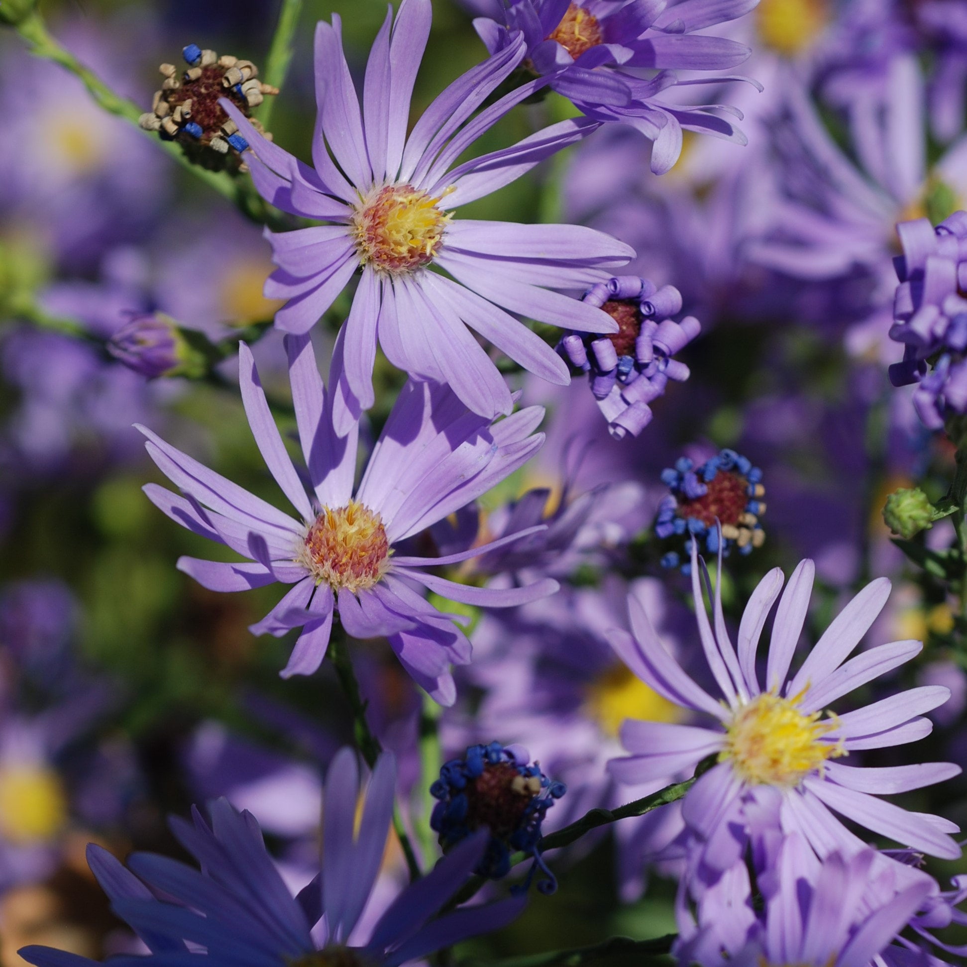Sky blue online aster