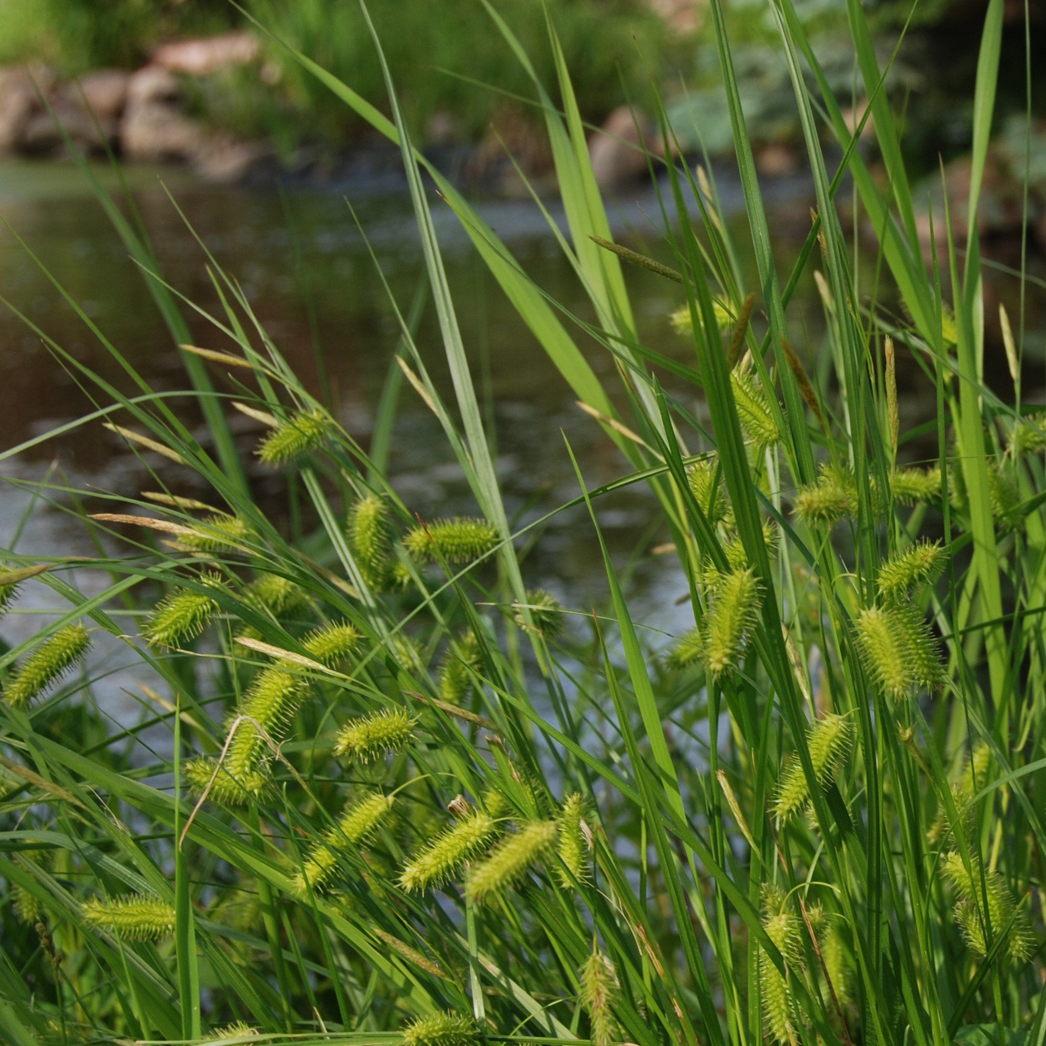 Carex Comosa