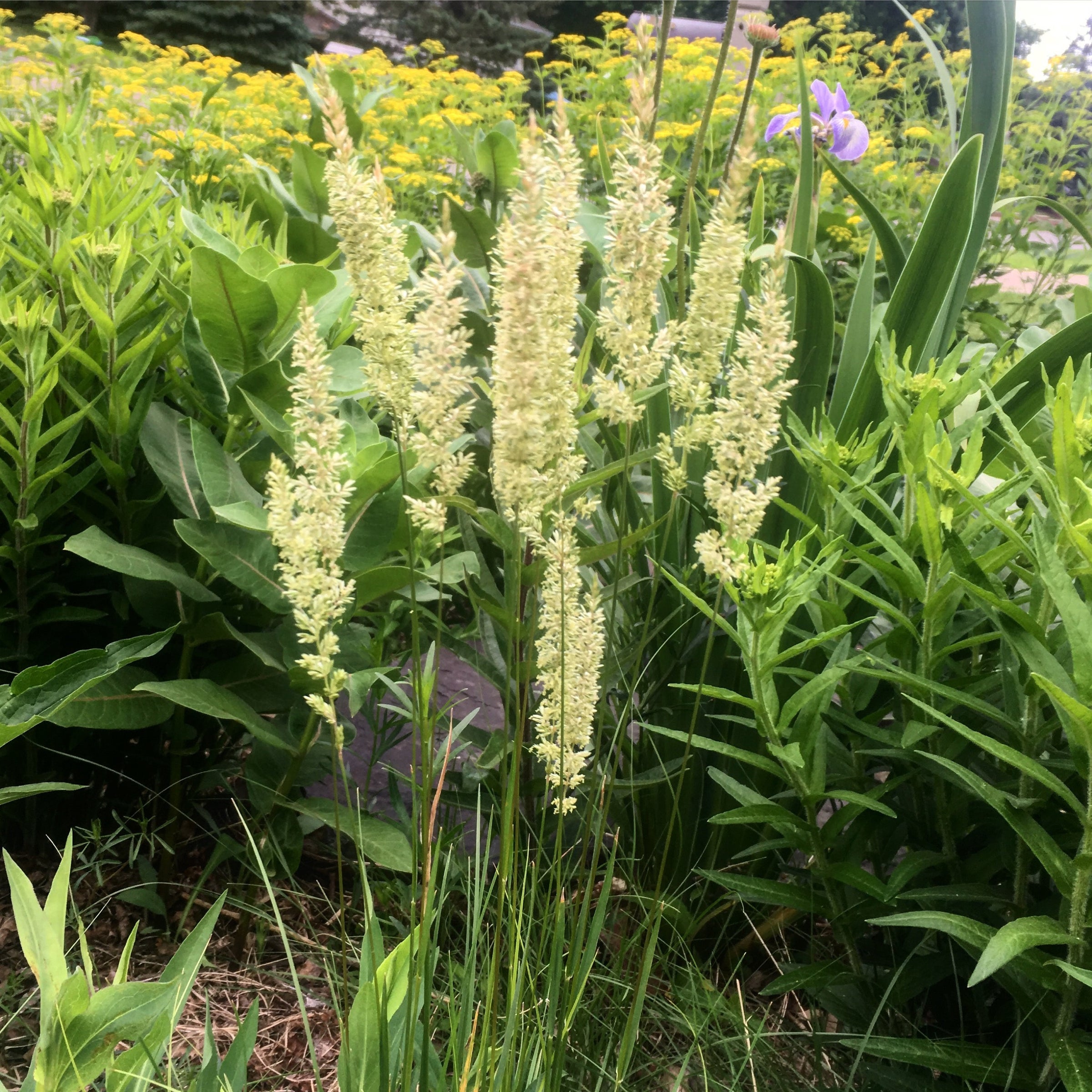 June grass